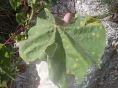 Abutilon reventum