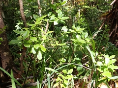 Vaccinium calycinum