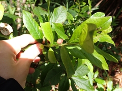 Vaccinium calycinum