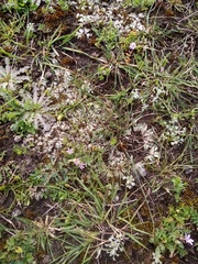 Riccia spongiosula