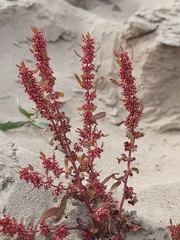 Rumex ucranicus