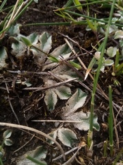 Riccia spongiosula