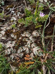 Riccia spongiosula