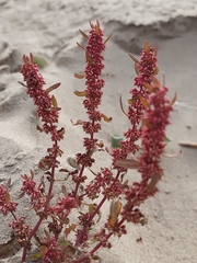 Rumex ucranicus