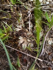 Riccia spongiosula