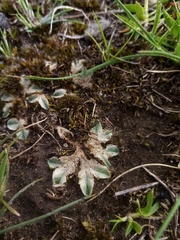 Riccia spongiosula