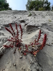 Rumex ucranicus