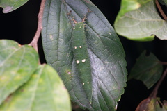 Hestina assimilis