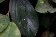 Hestina assimilis