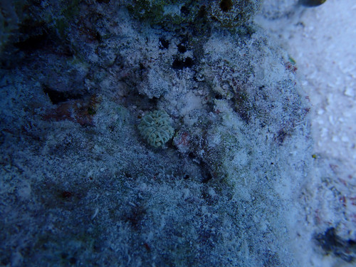 Euphyllia cristata