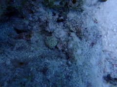 Euphyllia cristata