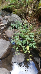 Koenigia phytolaccifolia