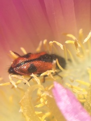 Arthrobrachus nigromaculatus