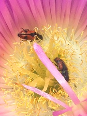 Arthrobrachus nigromaculatus