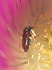 Arthrobrachus nigromaculatus