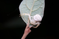 Mastira tegularis