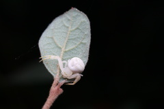 Mastira tegularis