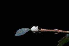 Mastira tegularis
