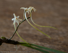 Ypsilopus longifolius