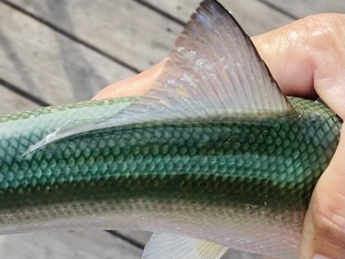 Ladyfish (Elops saurus) — Elopidae