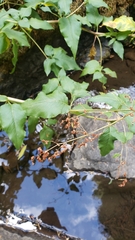 Koenigia phytolaccifolia