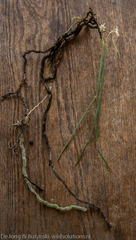 Ypsilopus longifolius