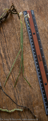 Ypsilopus longifolius