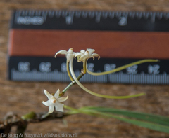 Ypsilopus longifolius