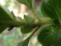 Coprosma ochracea