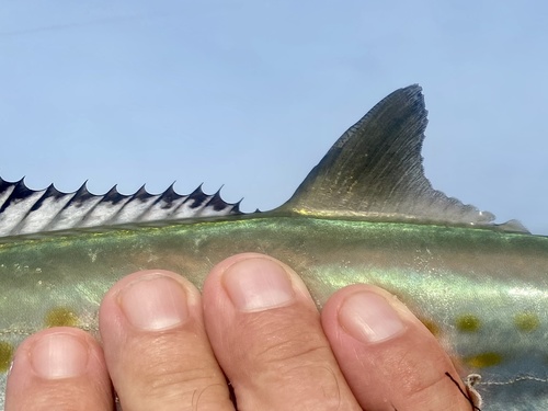 Atlantic Spanish mackerel (Scomberomorus maculatus) — Scombridae — 5