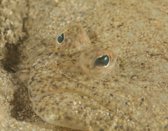 Pseudorhombus jenynsii