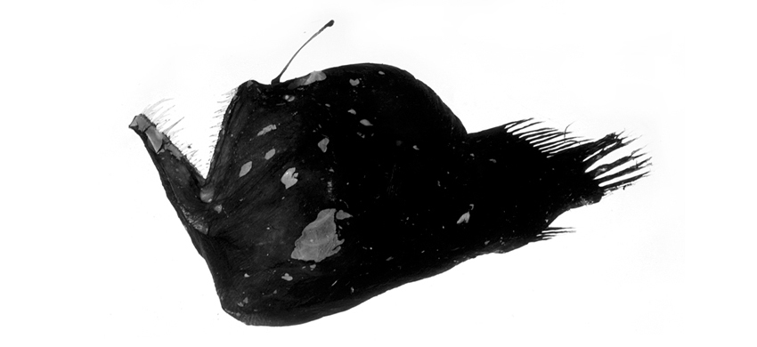 Murray's Abyssal Anglerfish