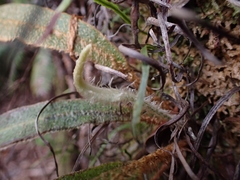 Elaphoglossum paleaceum