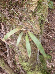 Elaphoglossum paleaceum