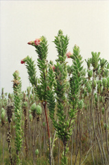 Orothamnus zeyheri