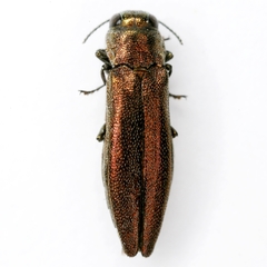 Agrilus politus