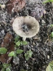 Amanita fuscostriata