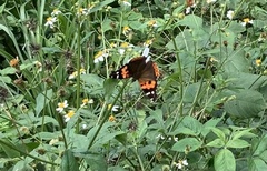 Vanessa indica indica
