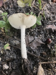Amanita fuscostriata