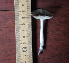 Amanita fuscostriata