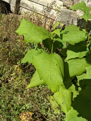 Millerieae