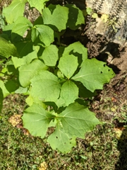 Millerieae