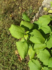 Millerieae