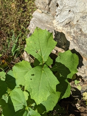 Millerieae