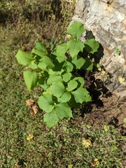 Millerieae