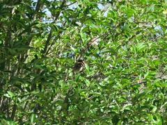 Passer domesticus domesticus