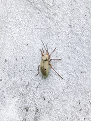 Probergrothius nigricornis