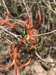 Anisacanthus linearis