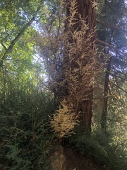 Sequoia sempervirens