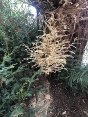 Sequoia sempervirens